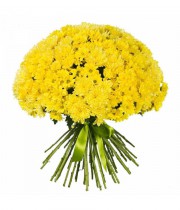 Bouquet of 51 branches of yellow chrysanthemum